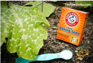 Powdery Mildew Treatment