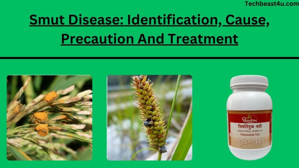 Smut Disease: Identification, Cause, Precaution And Treatment