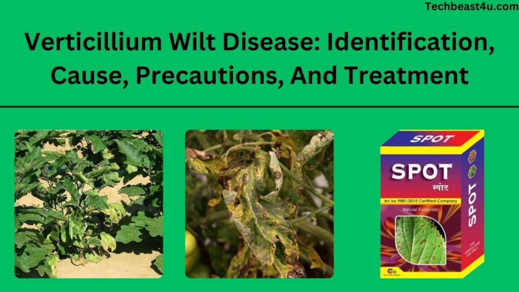 Verticillium Wilt Disease: Identification, Cause, Precautions, And Treatment