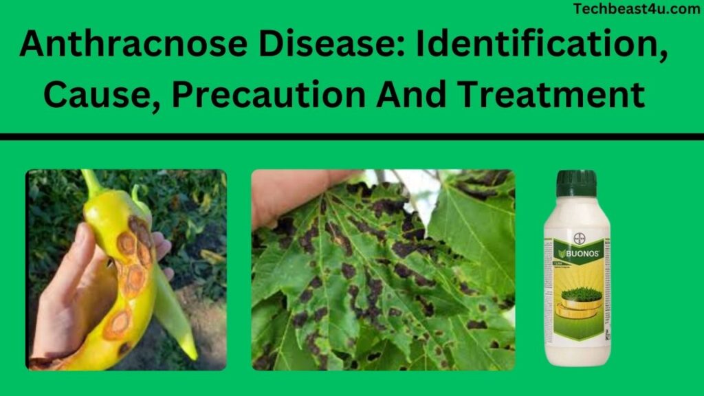 Anthracnose Disease: Identification, Cause, Precaution And Treatment