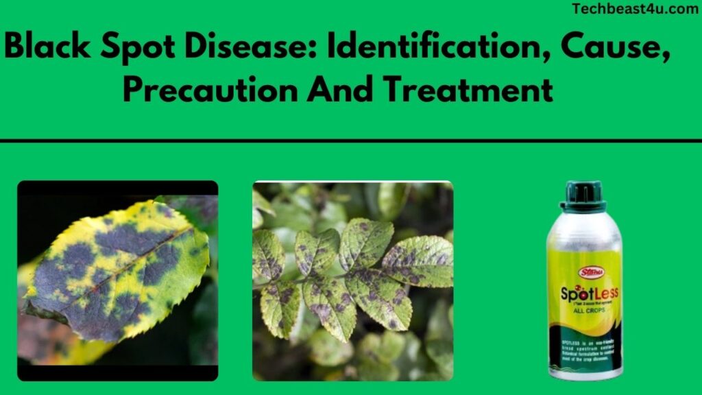 Black Spot Disease: Identification, Cause, Precaution And Treatment