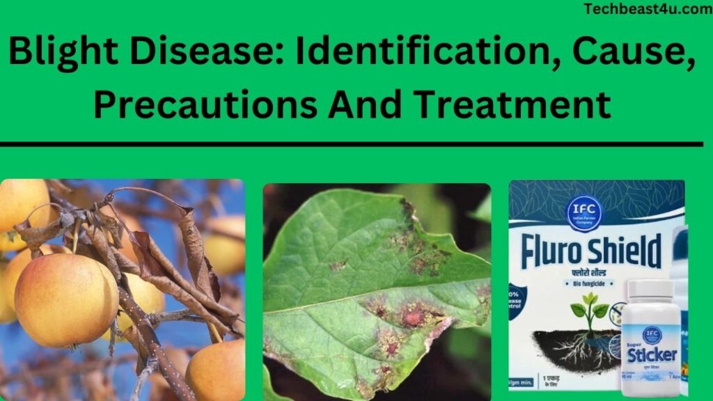 Blight Disease: Identification, Cause, Precautions And Treatment