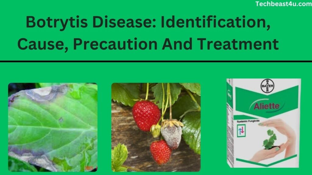 Botrytis Disease: Identification, Cause, Precaution And Treatment