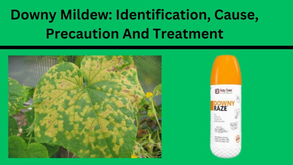 Downy Mildew: Identification, Cause, Precaution And Treatment