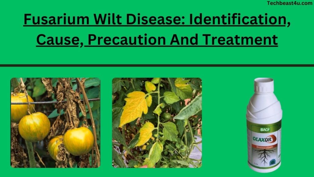 Fusarium Wilt Disease: Identification, Cause, Precaution And Treatment