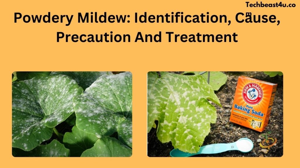 Powdery Mildew: Identification, Cause, Precaution And Treatment