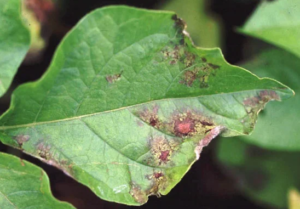 Blight Disease: Identification, Cause, Precautions And Treatment