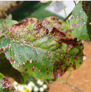 Leaf spot: Identification, Cause, Precautions And Treatment