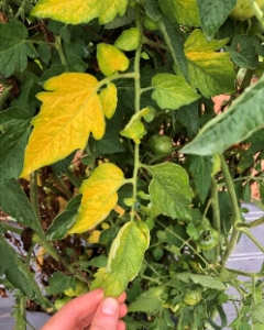 Fusarium Wilt Disease: Identification, Cause, Precaution And Treatment