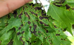 Anthracnose disease 