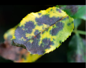 black spot disease