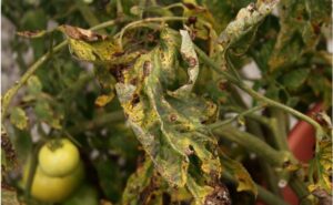 Verticillium Wilt Disease identification