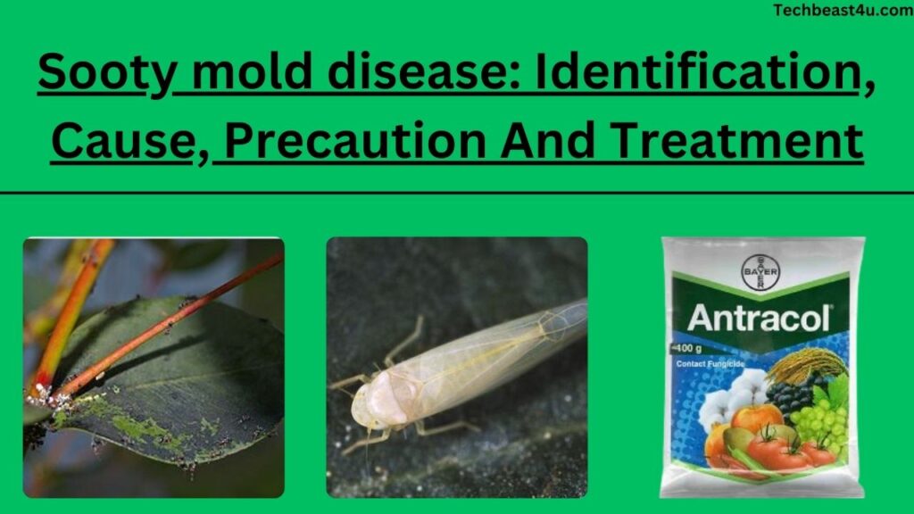 Sooty mold disease: Identification, Cause, Precaution And Treatment