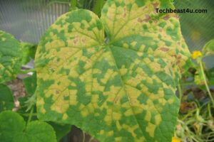 Downy Mildew: Identification, Cause, Precaution And Treatment