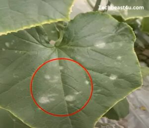 Powdery Mildew: Identification, Cause, Precaution And Treatment