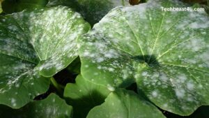 Powdery Mildew