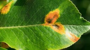 Rust Disease: Identification, Cause, Precaution And Treatment