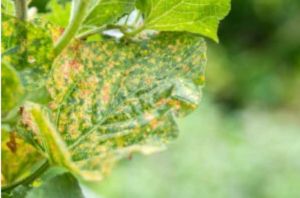 Downy Mildew: Identification